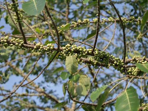 Preview: Figs On The Branch Of A Fig Tree