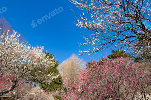 Preview: A Blue Sky With Red And White Plum
