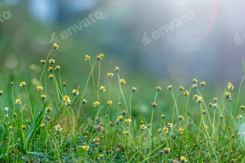 Preview: Flower Grass Of Tridax Or Wild Daisy Flower (Coldenia Procumbens Linn.) With Blur Background.