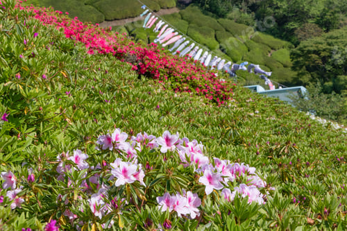 Preview: Scenery Of Himenosawa Park In Shizuoka Prefecture