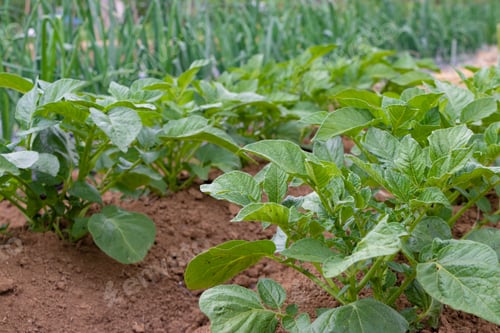 Preview: Scenery With Potato Field