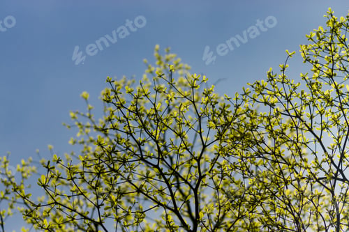 Preview: Terminalia Ivorensis Tree Branch In The Spring Season. Un-Focus Image