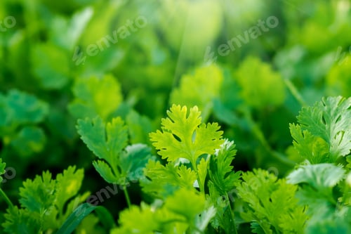 Preview: Green Coriander