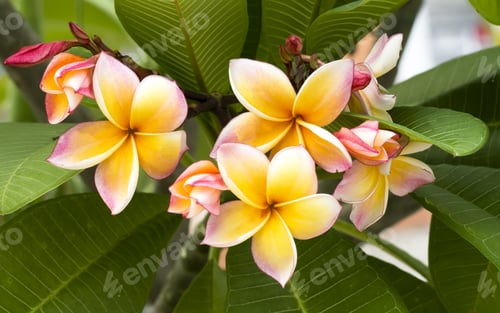 Preview: Frangipani Flower On The Tree.