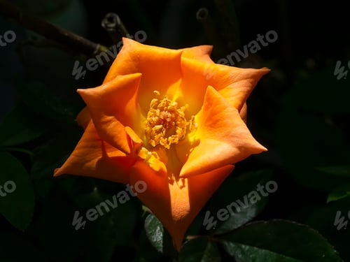 Preview: Close Up Of Orange Rose Flower With Light In Dark Background.
