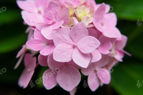 Preview: Macro Image, Close Up Pink Hydrangea Flower.