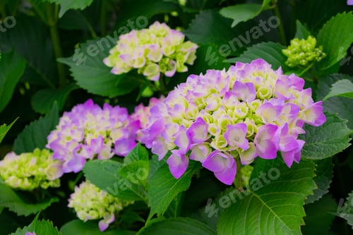 Preview: Hydrangea In Early Summer