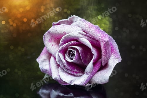 Preview: Snow On Pink Rose Petals.