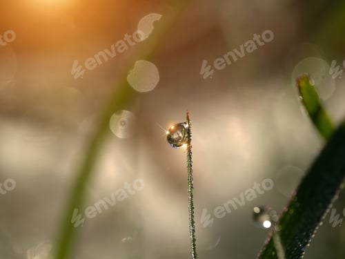 Preview: Dew Drops On Grass With Blur Bokeh Sunlight Background.