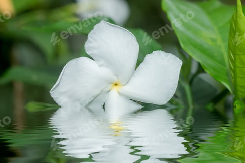 Preview: White Gardenia Flower Or Cape Jasmine (Gardenia Jasminoides) On Leaves.