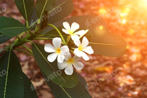 Preview: White And Yellow Frangipani Flowers With Leaves