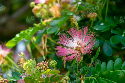 Preview: Close Up Flower Of Rain Tree Or East Indian Walnut Background. (Scientific Name Samanea Saman).