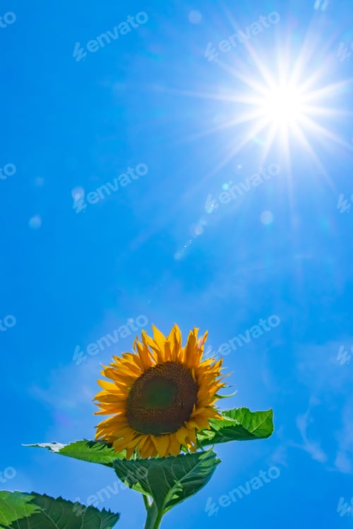 Preview: Sunflower And Burning Sun