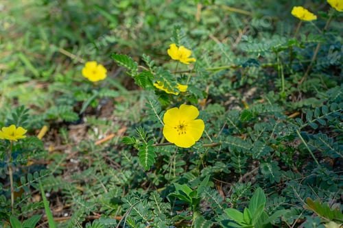 Preview: The Yellow Flower Of Devil'S Thorn (Tribulus Terrestris Plant) With Leaf On The Ground.