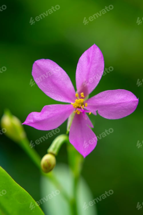 Preview: Close Up Of Talinum Paniculatum Flower With Blur Background.