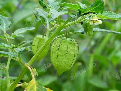 Preview: Green Cape Gooseberry On Tree.