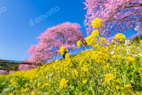 Preview: Kawazu Cherry Blossoms In Minamiizu-Cho, Kamo-Gun, Shizuoka Prefecture