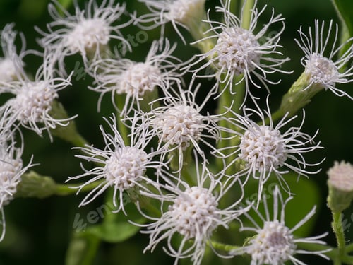 Preview: Close Up Christmas Bush Flower. (Chromolaena Odorata)