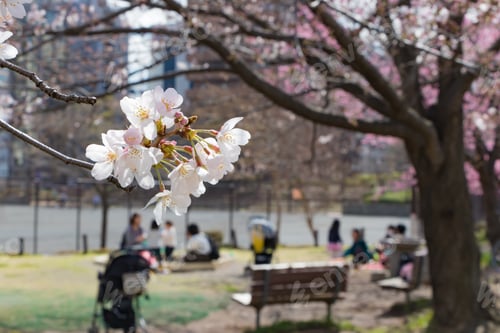 Preview: Cherry Blossoms At Shin-Yokohama Park
