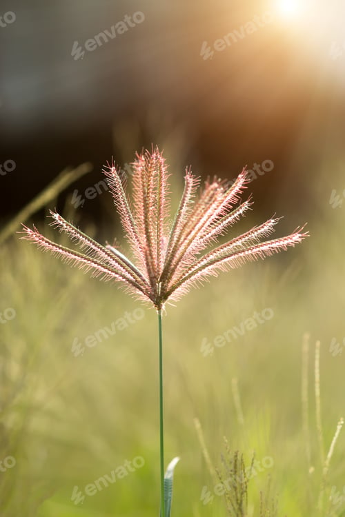 Preview: Close Up Of Flower Grass With Light.