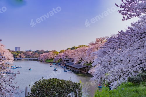 Preview: Cherry Blossoms At Tokyo Chidorigafuchi