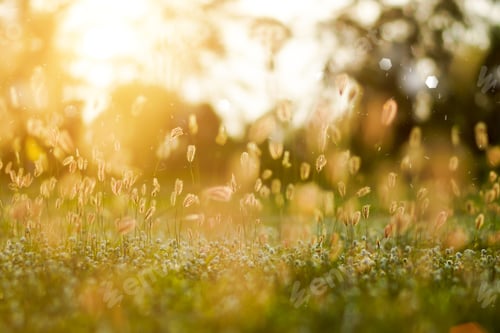 Preview: Flower Grass In The Garden.