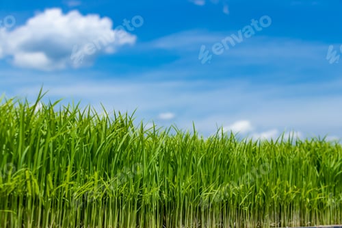 Preview: Rice Planting Season In Shizuoka Prefecture