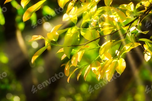 Preview: Green Leaves In The Dark Background With Sunlight.