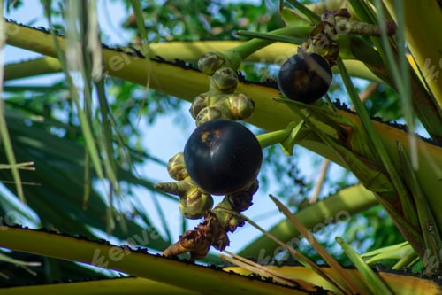 Preview: Palmyra Palm Fruit On Tree. (Borassus Flabellifer)