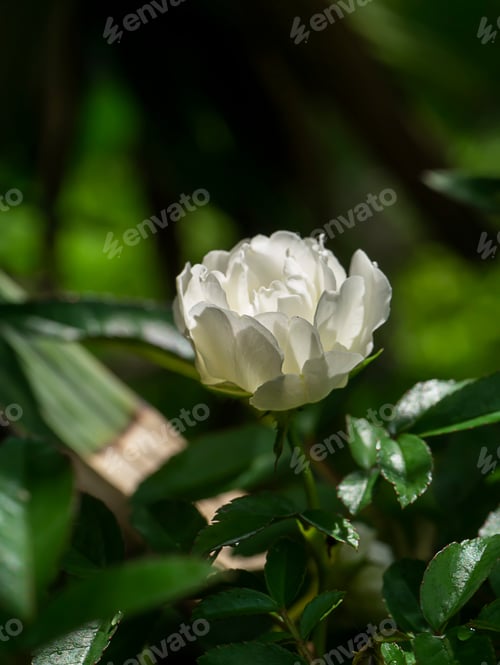 Preview: Close Up Mini White Fairy Rose Flower With Dark Blur Background. (Scietific Name Rosa Chinensis
