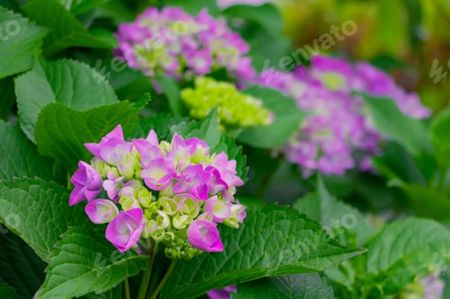 Preview: Hydrangea In Early Summer