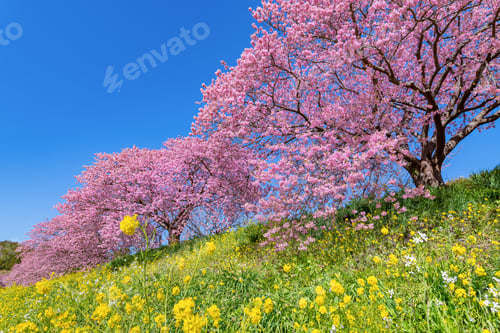 Preview: Kawazu Cherry Blossoms In Minamiizu-Cho, Kamo-Gun, Shizuoka Prefecture