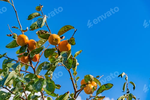 Preview: Autumn Persimmon Farm