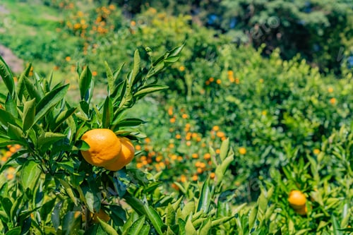 Preview: Mandarin Orange Plantation