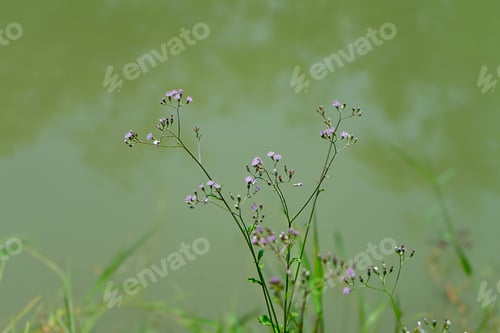 Preview: Soft Focus Seeds Of Little Ironweed Flower (Vernonia Cinerea) With Blur Background.