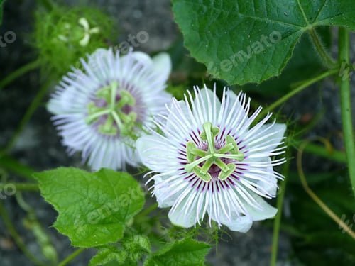 Preview: Close Up Of The Passion Fruit Flower. (Passiflora Edulis Sims)