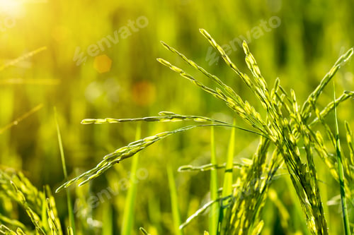 Preview: Rice Plant In Rice Field