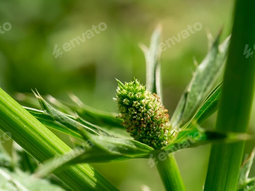 Preview: Close Up Culantro Flower With Blur Green Leaves. (Scientific Name Eryngium Foetidum)