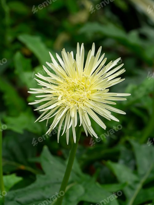 Preview: Close Up White Gerbera Daisy In The Garden With Blur Background