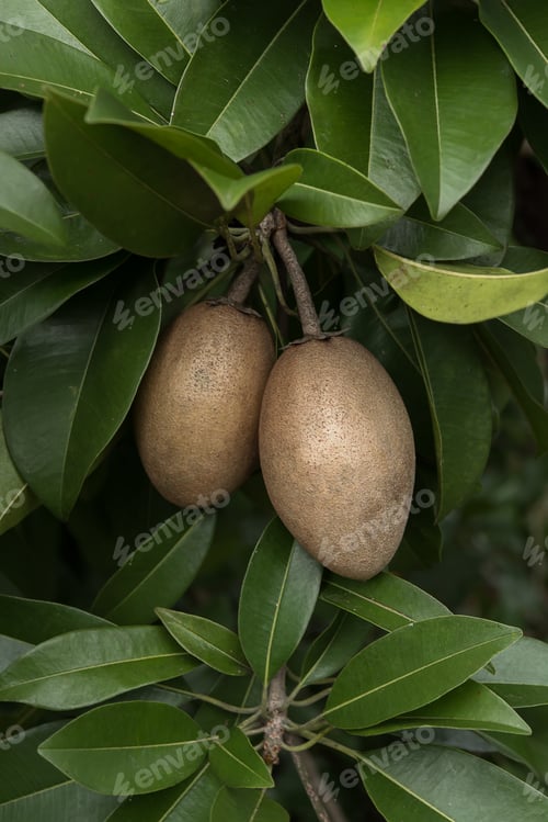 Preview: Brown Spodilla Fruit With Leaves On Tree. (Manilkara Achras Fosberg)