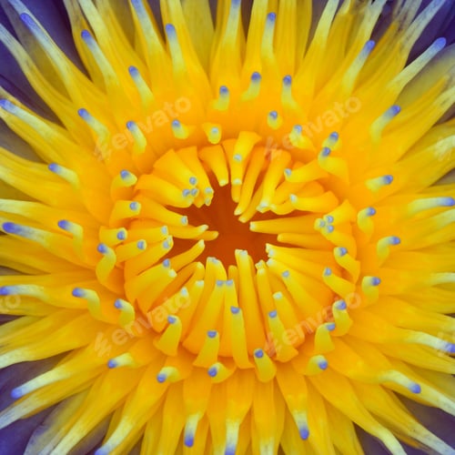 Preview: Beautiful Water Lily Hybrid Flower. (Nymphaca Nouchali Burm.F.)