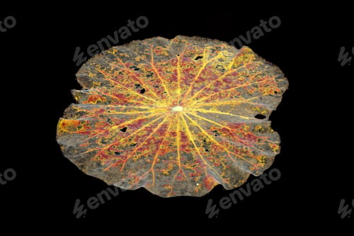 Preview: Old Lotus Leaves