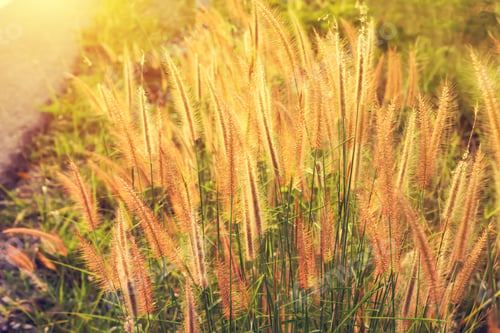 Preview: Flower Grass In The Vintage Color With Sunlight.