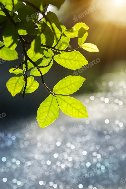 Preview: Leaves In Spring Season With Sunlight.