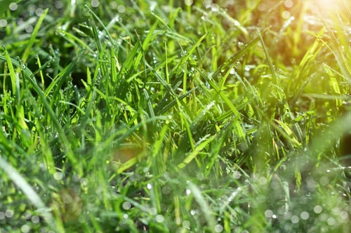 Preview: Fresh Grass With Dew Drops In The Morning.