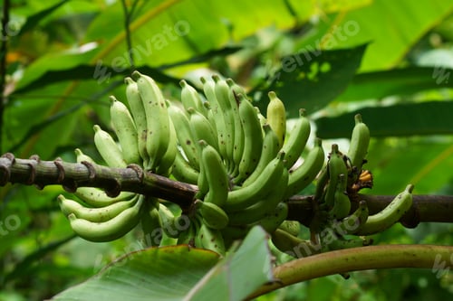 Preview: Wild Bananas. (Musa Acuminata)