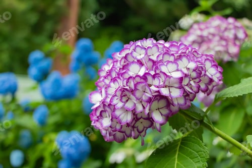 Preview: Hydrangea Of Meigetsuin Temple (Japañe Mikako)
