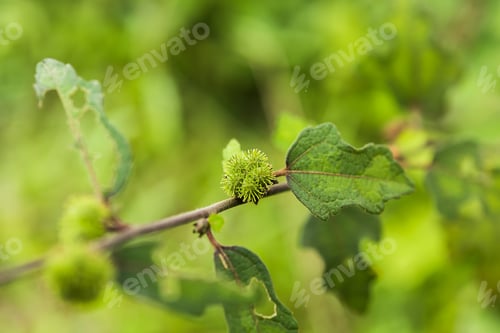 Preview: Green Seeds Of Hibiscus Burr, Jute Africain Or Caesar Weed Plant On Branch. (Urena Lobata)