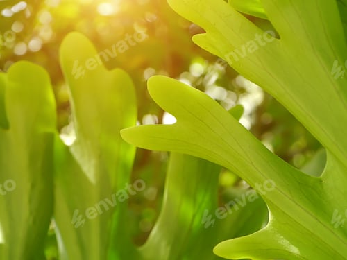 Preview: Close Up Staghorn Fern Leaves With Sunlight. (Platycerium Holttumii Joncheere & Hennipman)