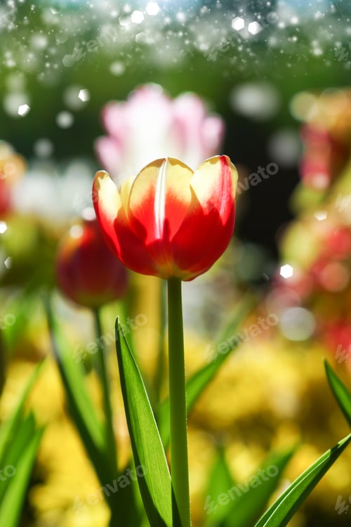 Preview: Tulips Are Blooming In The Garden.